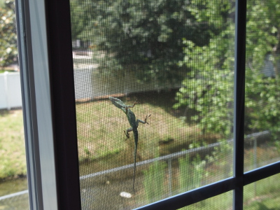 [A small light-green lizard with a long tail climbing on the windo screen.]